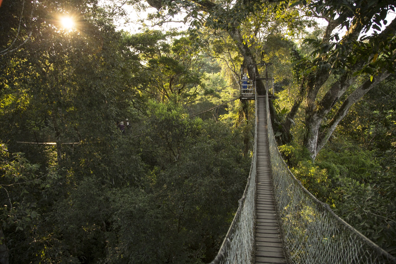 Inkaterra canopy walkway among the Amazon rainforest treetops